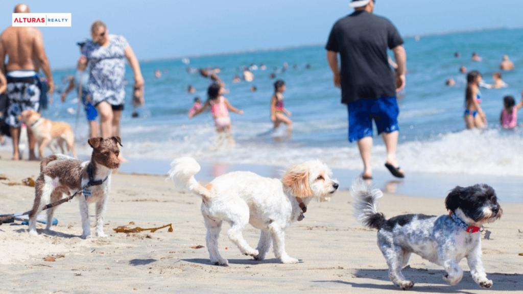 The Best Beaches in Long Beach, California